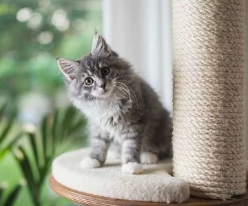 Effective Cat Behavior Training Tips for a Happy, Well-Behaved Pet