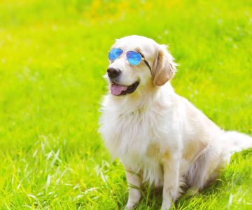 Tips for Maintaining a Healthy Pet Weight: Keep Your Pet Fit and Happy