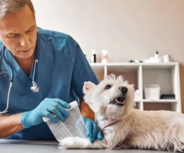 Emergency Vet Care for Pets: What to Do in Critical Situations
