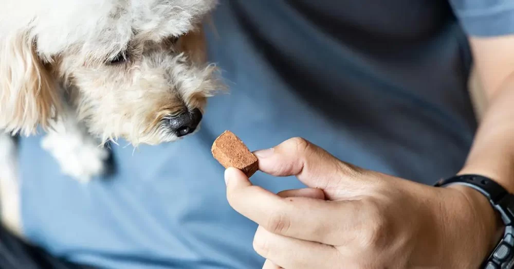 How to Prevent Dog Heartworms Naturally: Effective Strategies for Dog Owners