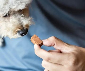 How to Prevent Dog Heartworms Naturally: Effective Strategies for Dog Owners