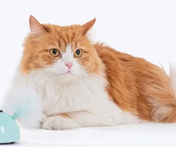 Best Interactive Toys for Bored Cats: Keep Your Cat Engaged and Happy