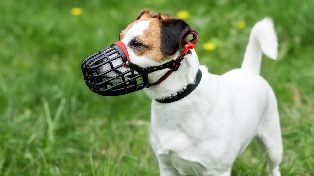 The Benefits of Using a Dog Muzzle for Training and Behavioral Issues