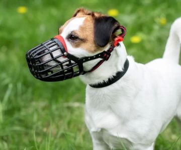 The Benefits of Using a Dog Muzzle for Training and Behavioral Issues