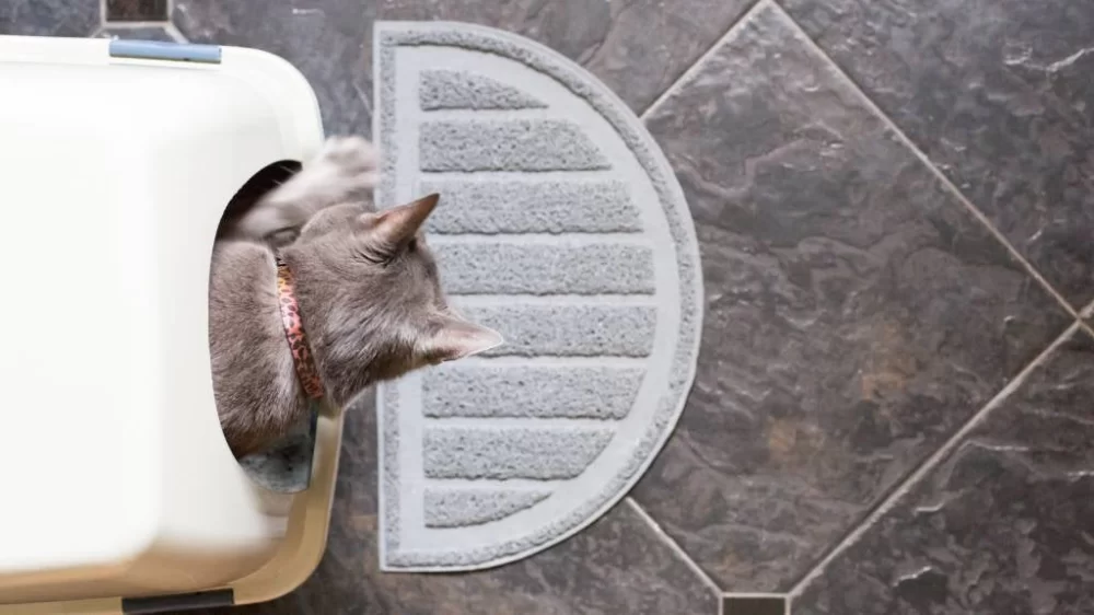 How to Train Your Cat to Use a Litter Box: A Comprehensive Guide for Cat Owners