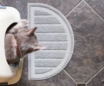 How to Train Your Cat to Use a Litter Box: A Comprehensive Guide for Cat Owners