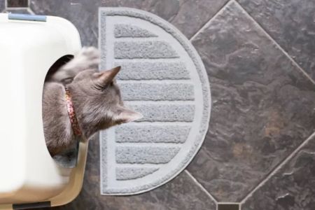 How to Train Your Cat to Use a Litter Box: A Comprehensive Guide for Cat Owners