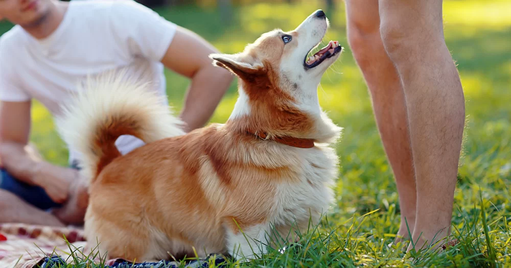 How to Train Your Dog to Stop Jumping on People: Proven Techniques and Tips