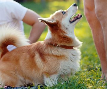 How to Train Your Dog to Stop Jumping on People: Proven Techniques and Tips