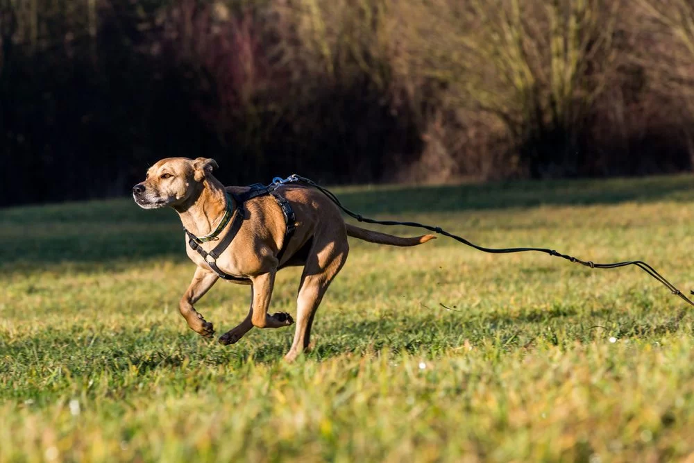 How to Train a Dog to Stop Running Away: Effective Dog Training Tips