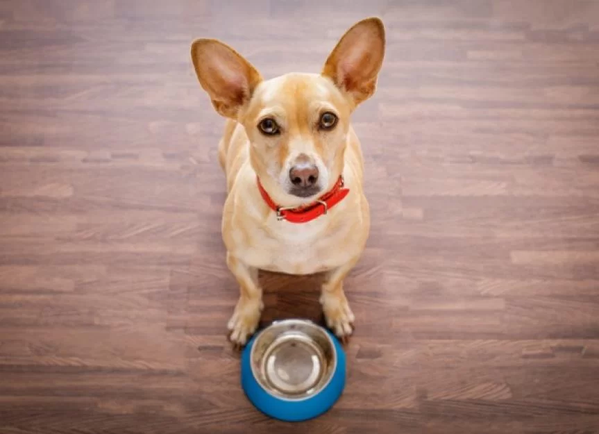 Why is My Dog Always Hungry and How to Manage It Effectively