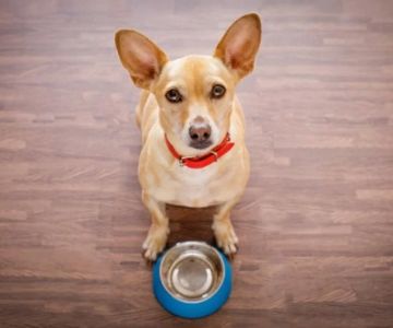 Why is My Dog Always Hungry and How to Manage It Effectively