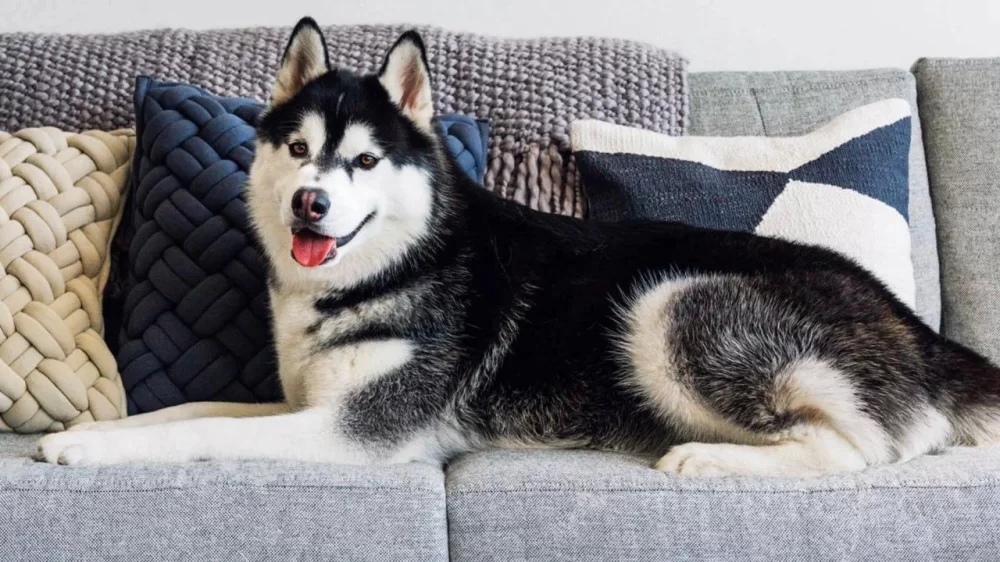 Best Pet-Friendly Home Products for Your Furry Friends