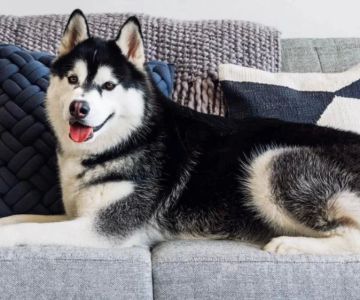 Best Pet-Friendly Home Products for Your Furry Friends