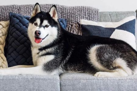 Best Pet-Friendly Home Products for Your Furry Friends