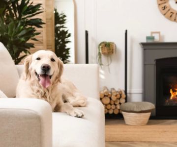 How to Create a Safe Space for Your Pet at Home: Tips and Ideas