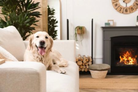 How to Create a Safe Space for Your Pet at Home: Tips and Ideas