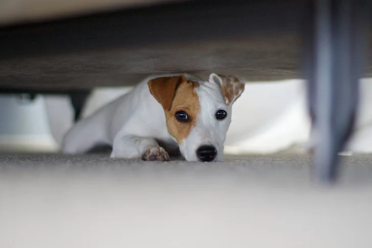 How to Teach a Dog to Stop Being Fearful of People: Practical Solutions