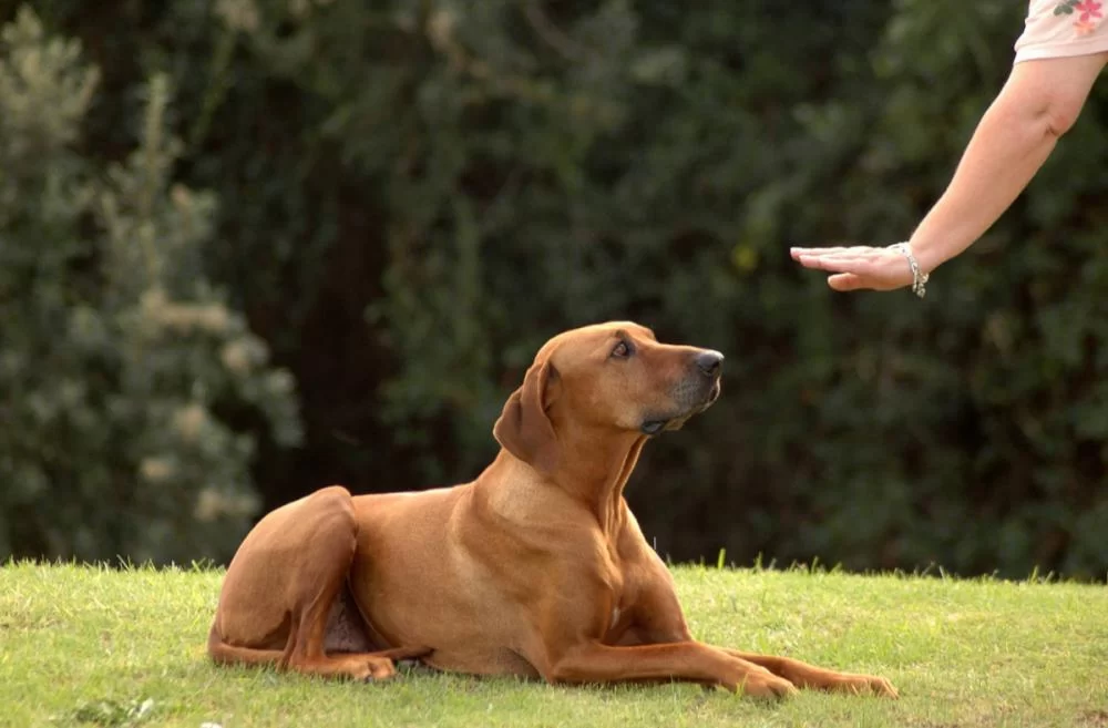 Comprehensive Dog Training Courses for Beginners: Your Guide to Raising a Well-Behaved Dog