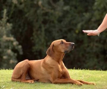 Comprehensive Dog Training Courses for Beginners: Your Guide to Raising a Well-Behaved Dog