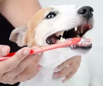 Essential Tips for Maintaining Your Pet's Dental Health and Preventing Issues
