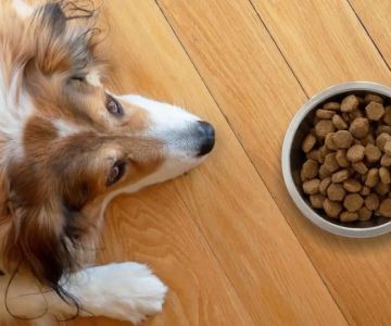 Best Dog Food for Puppies with Sensitive Stomachs: A Complete Guide
