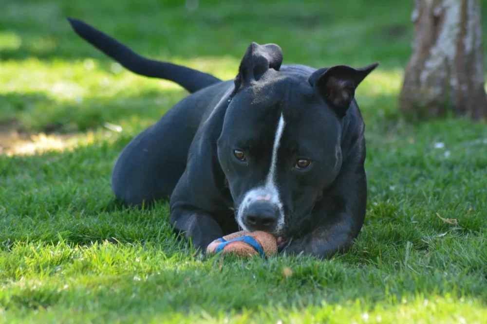 Best Supplements for Dog Joint Health: Improve Mobility and Comfort