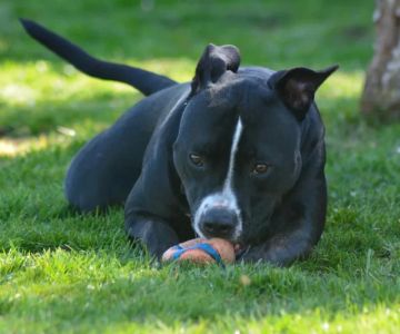 Best Supplements for Dog Joint Health: Improve Mobility and Comfort