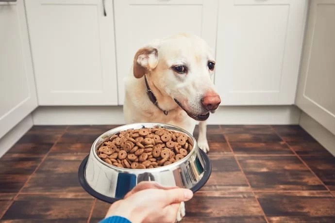 How to Effectively Treat Dog Gastrointestinal Issues