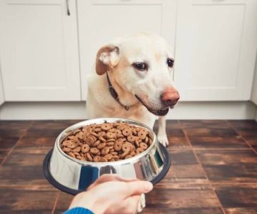 How to Effectively Treat Dog Gastrointestinal Issues