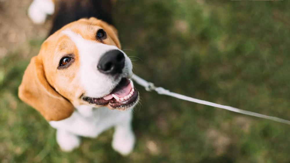 Ensuring Your Pet’s Health Through Regular Vaccinations in the US