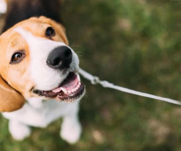 Ensuring Your Pet’s Health Through Regular Vaccinations in the US