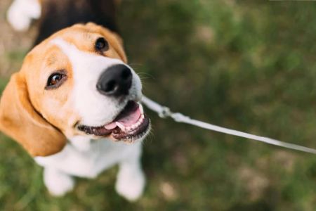 Ensuring Your Pet’s Health Through Regular Vaccinations in the US