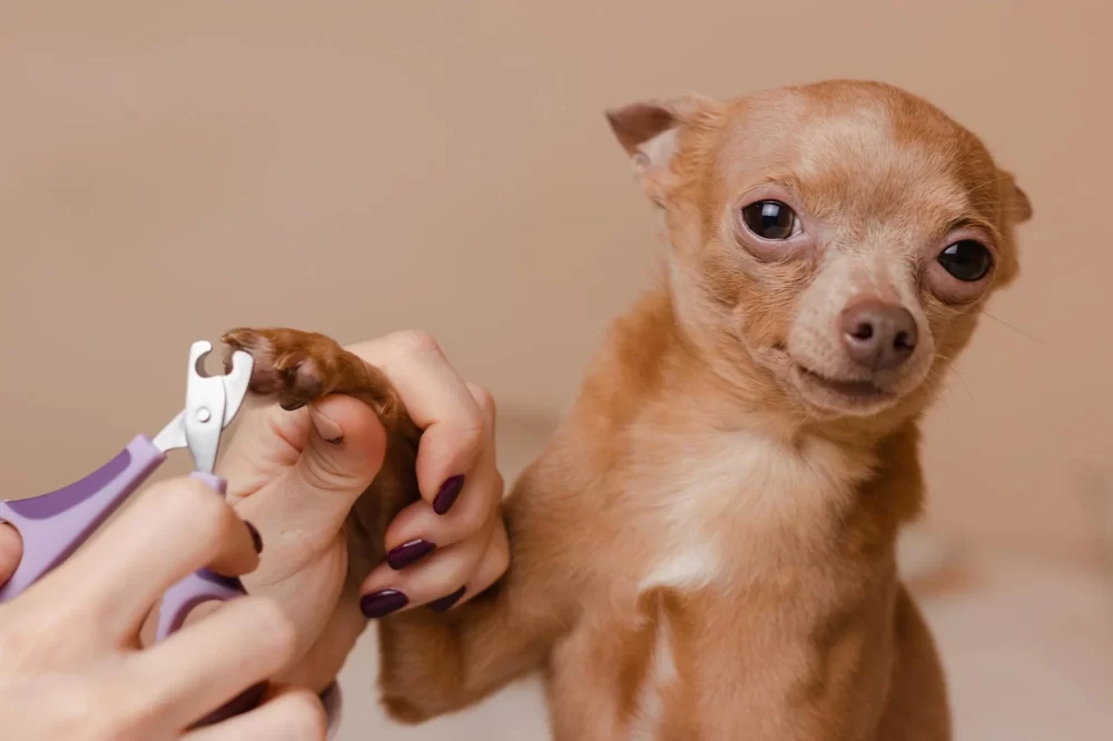 Importance of Nail Trimming Services for Healthy Paws: Keep Your Pet Comfortable