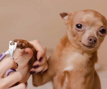 Importance of Nail Trimming Services for Healthy Paws: Keep Your Pet Comfortable