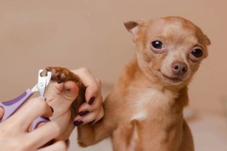 Importance of Nail Trimming Services for Healthy Paws: Keep Your Pet Comfortable