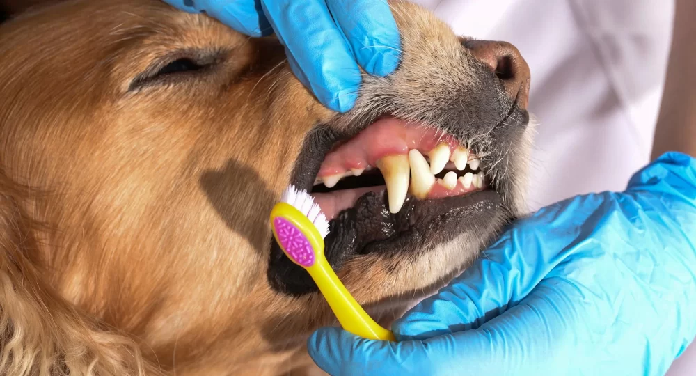 Recognizing and Addressing Dental Diseases in Pets: A Complete Guide for Pet Owners