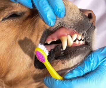 Recognizing and Addressing Dental Diseases in Pets: A Complete Guide for Pet Owners
