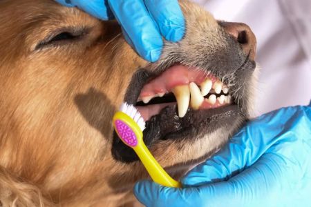 Recognizing and Addressing Dental Diseases in Pets: A Complete Guide for Pet Owners
