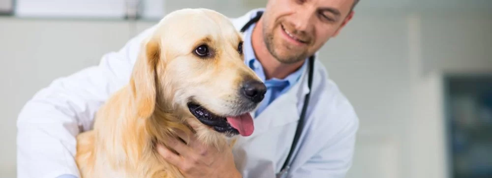 How to Keep Your Pet Calm During a Vet Visit: Tips for Stress-Free Vet Trips