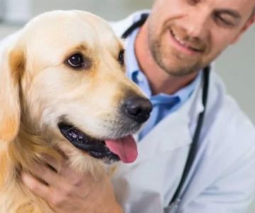 How to Keep Your Pet Calm During a Vet Visit: Tips for Stress-Free Vet Trips