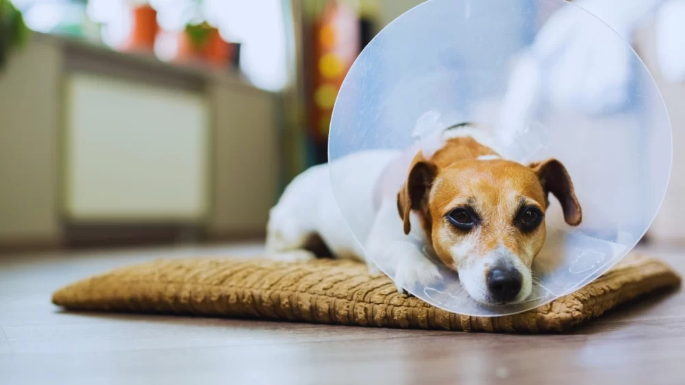 Effective Steps to Take When Your Pet Is in Pain and How to Help Them Feel Better