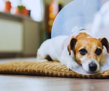 Effective Steps to Take When Your Pet Is in Pain and How to Help Them Feel Better