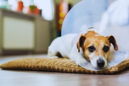 Effective Steps to Take When Your Pet Is in Pain and How to Help Them Feel Better