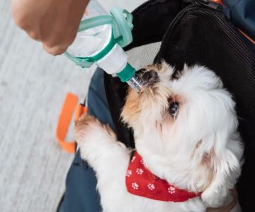 Recognizing and Addressing Dehydration in Pets: A Complete Guide