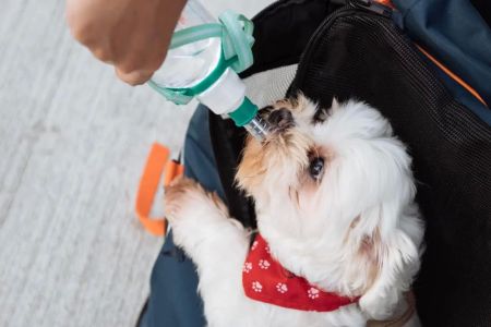 Recognizing and Addressing Dehydration in Pets: A Complete Guide