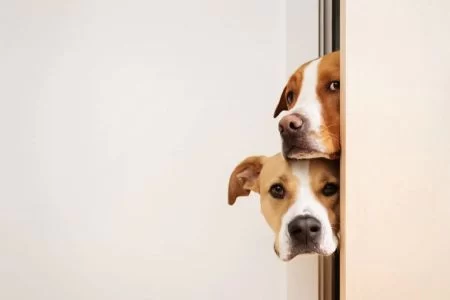 Effective Solutions for Helping Your Pet Overcome Fear-Based Behavior
