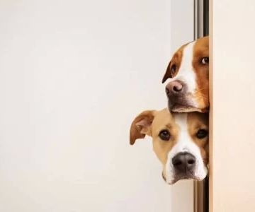 Effective Solutions for Helping Your Pet Overcome Fear-Based Behavior