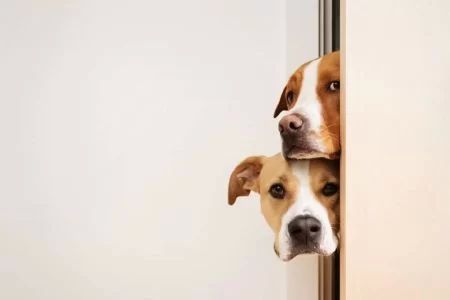 Effective Solutions for Helping Your Pet Overcome Fear-Based Behavior