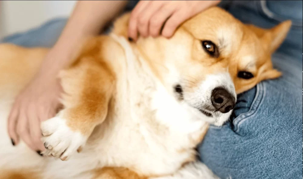 Why Pet Owners Should Be Aware of Canine and Feline Cancer Signs